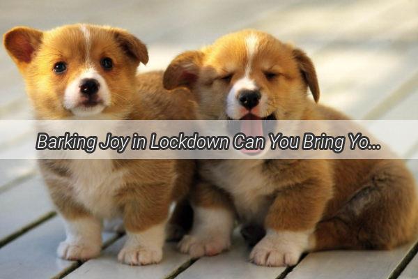 Barking Joy in Lockdown Can You Bring Your Dog to Isolate with You